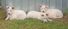White German Shepherd Pups 
