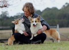 Pembroke corgi puppies