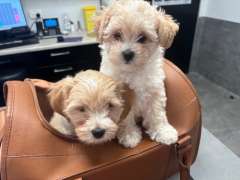 Moodle puppie