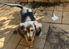 Mini Dachshunds Pups