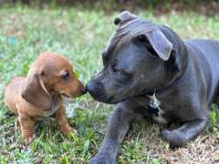 Dachshund minature smooth coat