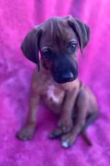 Rhodesian Ridgeback Purebred Puppies