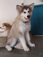 Alaskan Malamutes