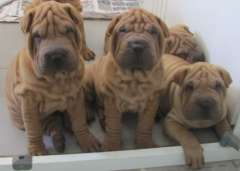 TOP QUALITY SHAR PEI PUPPIES