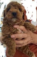 Toy x Mini Cavoodle pups, 1 girls left DNA clear $1800 OBO