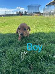 Miniature Dachshunds 