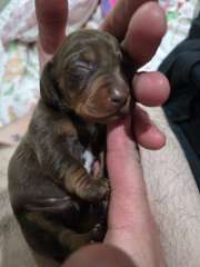 Miniature dachshunds
