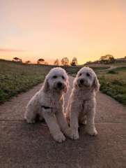 F2 Groodle (Golden Doodle) Puppies - Males &amp; Females