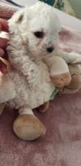 West Highland Terrier x Bichon Frise 3 male puppies 