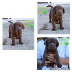 Purebred chocolate labradoor puppies