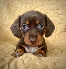 Miniature Dachshund puppies