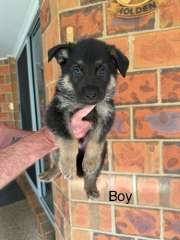 German shepherd puppies