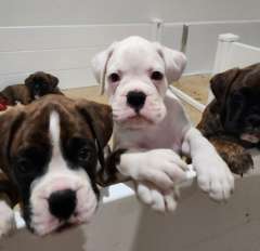 Boxer puppy