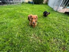 🐾 Pure Bred Miniature Dachshund Puppies