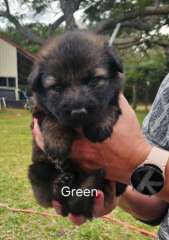 German Shepherd Puppies