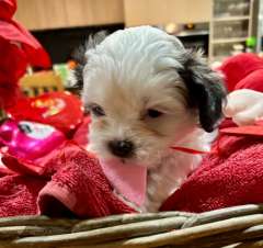 Gorgeous Shoodles puppies Cutest Valentine’s Gift You’ll Eve