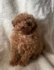 Toy poodle puppies - PRICE REDUCED