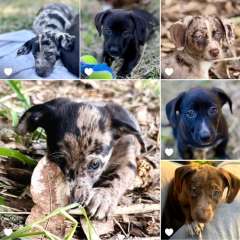 💛⭐️💛  DOLLIE Daschund Pups 💛⭐️💛‼️Ready      now‼️