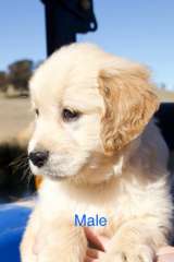Kings Delivery 5 Exceptional Golden Retriever Purebred Pups