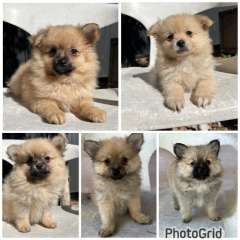 Cute Purebred Pomeranian Puppies