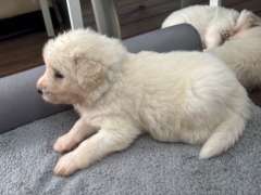 Maremma puppies