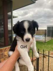 Purebred Border Collie Puppies